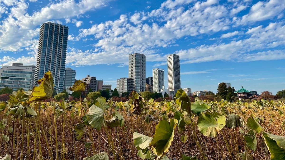 Verblühte Lotosblumen am Shinobazu-Teich mit Bentendō-Tempel, Ueno Park, Tokyo